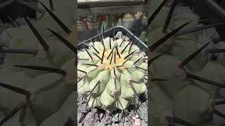 Perfección de Copiapoa 🤩 [upl. by Danzig]