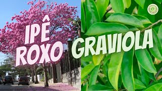 GRAVIOLA COM IPÊ ROXO indicação CNCERES TUMORES e DORES EM GERAL trata DEPRESSÃO regula PRESSÃO [upl. by Hild235]