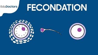 Fécondation  Embryologie générale [upl. by Glass523]