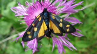 Zygaena transalpina tilaventa mit gelber abflava Eine Fotoschau von Karin und Wolfgang Schmökel [upl. by Nitsuj]