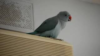 10 months Maui Indian Ringneck Parrot talking [upl. by Leanor]