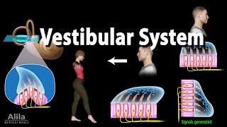 The Vestibular System Animation [upl. by Leroy]