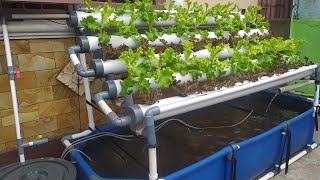 DIY  How to make Simple RAS system Tilapia Ponds  Aquaponic System part 3 [upl. by Hairim]