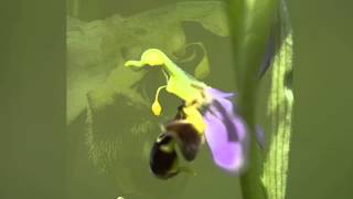 Orchid pollination 9 Pollination of Ophrys apifera the bee orchid [upl. by Marie-Jeanne]