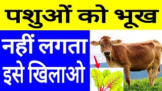 गाय भैंस खाना न खाता हो तो क्या करेंHow To Increase Digestion Of Animal।Cow Buffalo [upl. by Ihsir86]