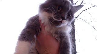 I picked up the fluffy cat [upl. by Octavius]