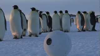 Robot Snowballcam confuses Emperor Penguins [upl. by Gemmell]