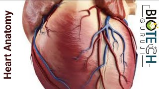 INTERNAL STRUCTURE OF THE HEART biotechguruji [upl. by Nashoma]