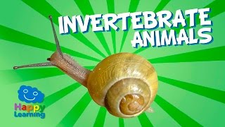 Invertebrate Animals  Educational Video for Kids [upl. by Knoll854]