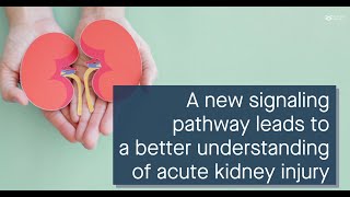 A new signaling pathway links pyroptosis and acute kidney injury after renal IR [upl. by Anneliese]