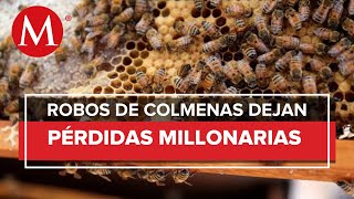 Crimen organizado roba colmenas de abejas en Edomex reportan 6 mdp en perdidas [upl. by Euqinom]