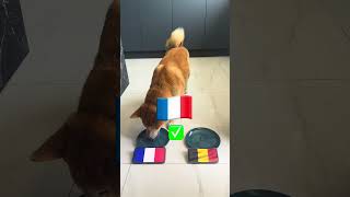 Euro 2024 Football GAMES PREDICTION Dog Predicts France vs Belgium amp Slovenia vs Portugal 🐶⚽ [upl. by Pacorro]