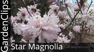 Star Magnolia  Magnolia stellata  How to grow Star Magnolia [upl. by Heriberto622]