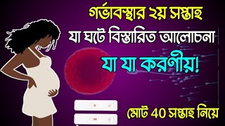 গর্ভাবস্থায় দ্বিতীয় সপ্তাহে যা যা ঘটে বিস্তারিত আলোচনা এবং যা যা করণীয়। second week of pregnancy [upl. by Einned]