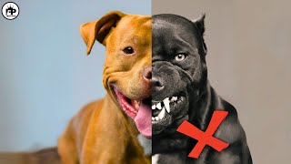 Pit Bulls Exposed Pitbull Dog Facts and Myths [upl. by Egiaf]