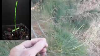 Growing Casuarina from Seed Sheoak [upl. by Leidgam]