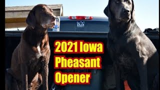 2021 Iowa Pheasant Opener  DOZENS OF BIRDS [upl. by Theobald598]