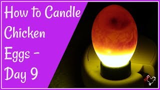 How to Candle Chicken Eggs Day 9 of Incubation [upl. by Ardna988]