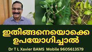 ഗരുഡക്കൊടി  Secrets of Aristolochia Indica Garudakodi Plant Remedies [upl. by Ashla]