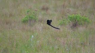 Longtailed Widowbird Euplectes progne courtship display  Giant Castle South Africa 14112022 [upl. by Ema]