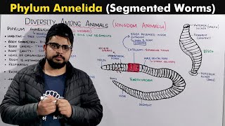 Phylum Annelida  Segmented Worms [upl. by Kennith162]