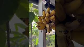 Homegrown NamWah Bananas in Florida [upl. by Erminna541]