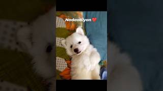 Naadaniyaan songPomeranian puppy Cute Video 😍 pomeranian youtubeshorts viral cutepuppy [upl. by Laura]