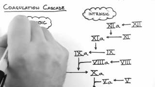 Haemostasis 2  Coagulation Cascade [upl. by Lemuela]