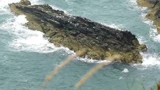 Anglesey Coast [upl. by Ahseyt113]