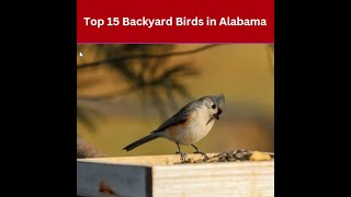 Top 15 Backyard Birds in Alabama [upl. by Waine]