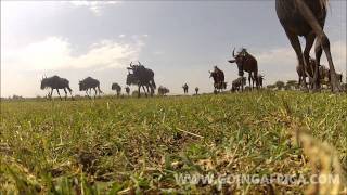 Wildebeest migration in Ndutu knocks over camera 2 times [upl. by Trebloc47]