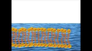 Self Assembly of a Phospholipid Bilayer [upl. by Nospmoht503]