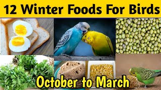 12 best foods for birds in winter  budgies winter food  budgies winter diet  budgies breeding [upl. by Cassell]