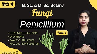 Fungi  Penicillium Part1  in Hindi  Botany  B Sc amp M Sc [upl. by Aihsot546]