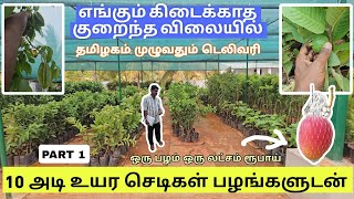 இங்கே இருக்கும் செடிகளை பழங்களுடன் நீங்கள் வீட்டுக்கு வாங்கி செல்லலாம் குறைந்த விலையில் gardening [upl. by Nilyarg]