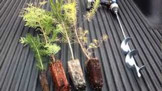 Planting Evergreen Plug Transplants [upl. by Eeldivad]