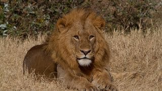 19day Kenya and Tanzania African Wildlife Safari [upl. by Yesdnyl507]