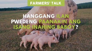 Farmers Talk Hanggang Ilan Pwedeng Paanakin ang Isang Inahing Baboy [upl. by Bobby]