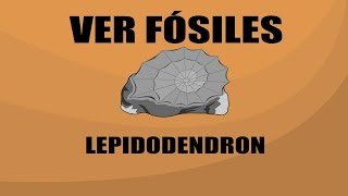 Lepidodendron  Ver Fósiles [upl. by Romine]