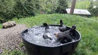 Top Moments Of Cuteness And Rascality At The Oregon Zoo [upl. by Chilt]