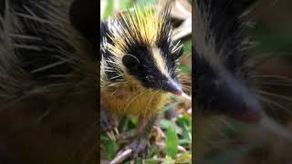 Discover the Fascinating World of Tenrecs Unusual Facts and Behaviors [upl. by Siesser681]