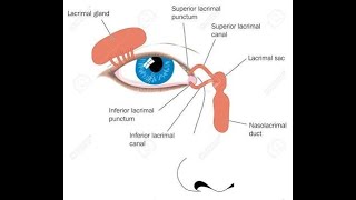 Anatomy of Lacrimal Apparatus In short [upl. by Grimona174]