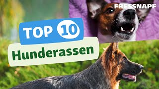 Top 10 Hunderassen [upl. by Kristianson]