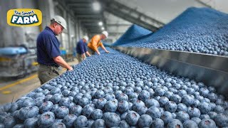 Blueberries MEGA FACTORY Processing Thousands of Blueberries with AI [upl. by Annahoj44]