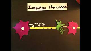 IMPULSO NERVIOSO Y SINAPSIS [upl. by Cott]