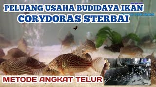 Corydoras Sterbais Aquaculture business opportunity Egg Lift Method [upl. by Jessalyn27]