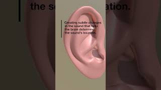 Functions of Pina ear biology medical anatomy [upl. by Refitsirhc]