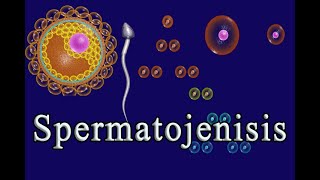 spermatogensis fertilization pregnancy [upl. by Kella762]