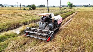 Growing And Harvesting Rice By Kubota Harvester Machinery In Cambodia [upl. by Collyer]