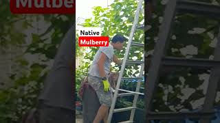 Mulberry tree mulberry mulberrytree [upl. by Jud506]